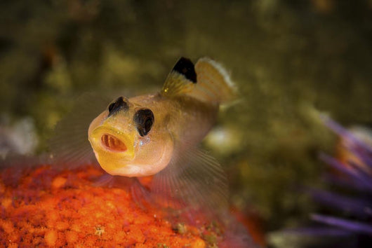 Blackeyed Goby Yawning Monterey Wall Decal