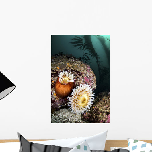 Anemone's and Kelp Monterey Wall Decal