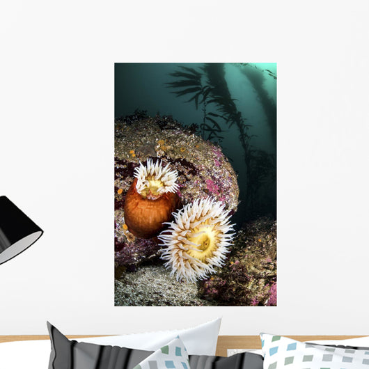 Anemone's and Kelp Monterey Wall Decal