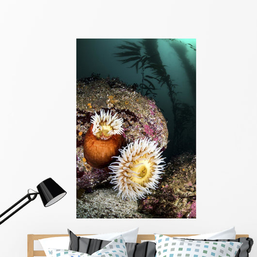 Anemone's and Kelp Monterey Wall Decal