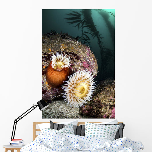 Anemone's and Kelp Monterey Wall Decal