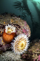 Anemone's and Kelp Monterey Wall Decal