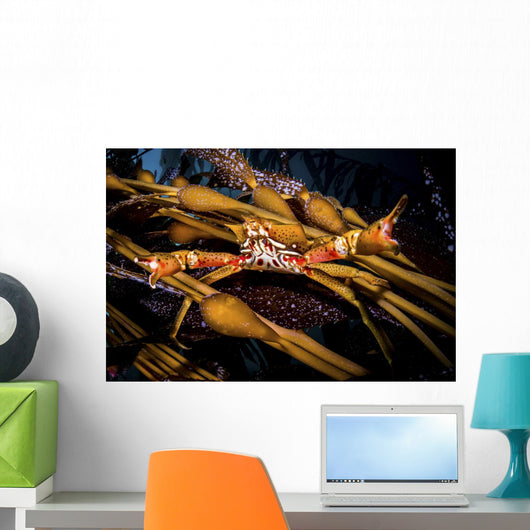 Kelp Crab Monterey Central Wall Decal
