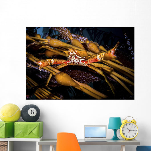 Kelp Crab Monterey Central Wall Decal