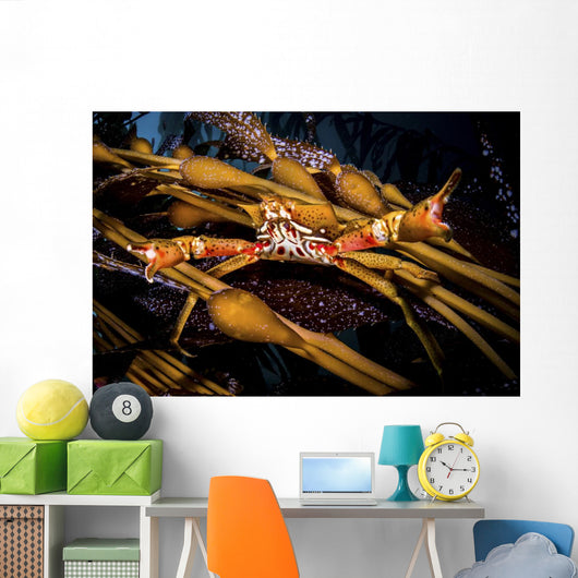 Kelp Crab Monterey Central Wall Decal