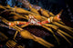 Kelp Crab Monterey Central Wall Decal