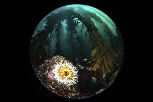 Anemone and Kelp Taken Wall Decal