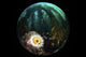 Anemone and Kelp Taken Wall Decal