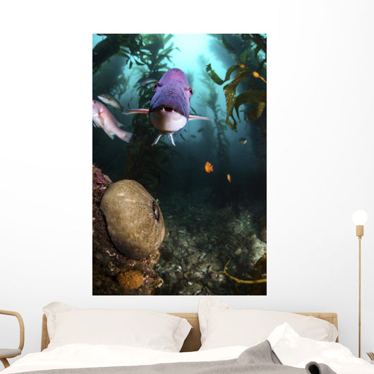 Male Sheephead Gazes His Wall Decal