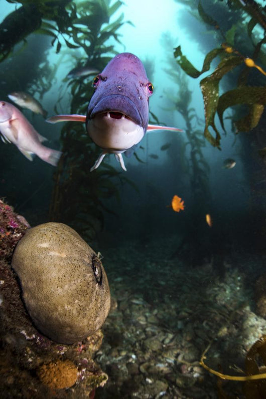 Male Sheephead Gazes His Wall Decal