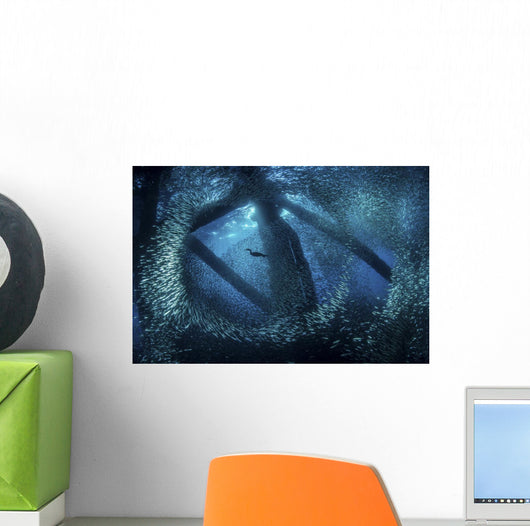 Cormorant Swims through Baitfish Wall Decal
