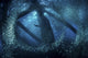 Cormorant Swims through Baitfish Wall Decal