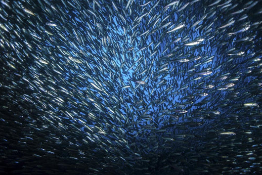 Huge School Anchovies under Wall Decal