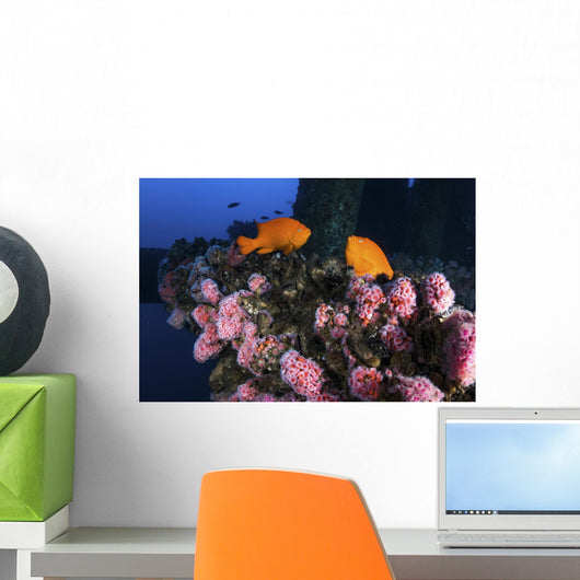 Two Garibaldi Spar for Wall Decal