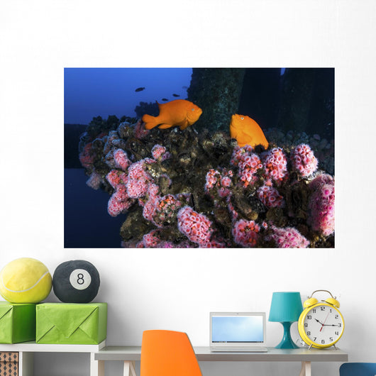 Two Garibaldi Spar for Wall Decal