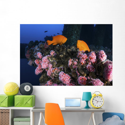 Two Garibaldi Spar for Wall Decal