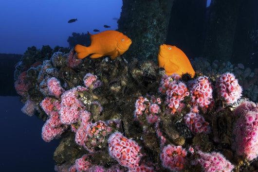 Two Garibaldi Spar for Wall Decal