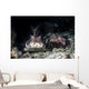Horn Shark Southern California Wall Decal