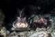 Horn Shark Southern California Wall Decal