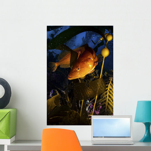 Giant Kelp Fish Santa Wall Decal