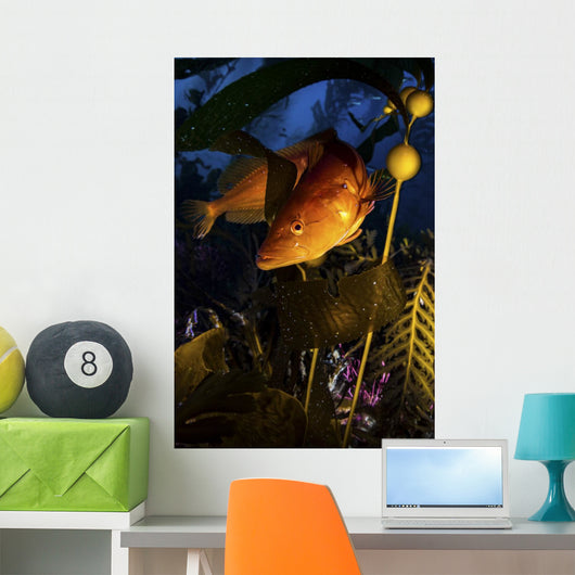 Giant Kelp Fish Santa Wall Decal
