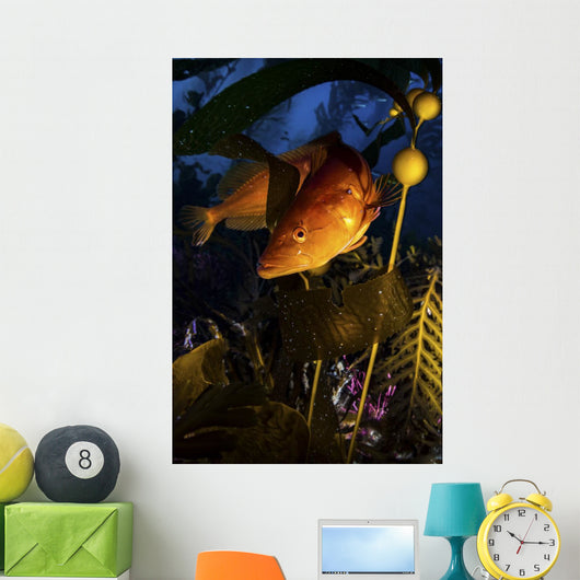 Giant Kelp Fish Santa Wall Decal