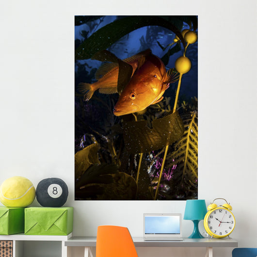 Giant Kelp Fish Santa Wall Decal