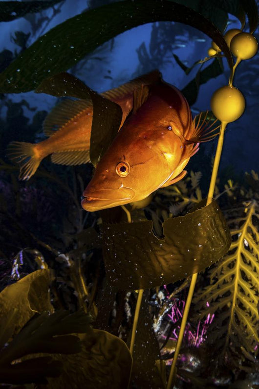 Giant Kelp Fish Santa Wall Decal