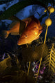 Giant Kelp Fish Santa Wall Decal