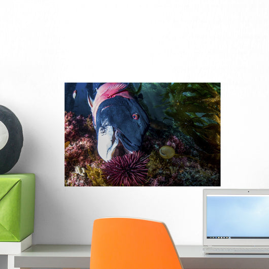 Male Sheephead Feeds Sea Wall Decal