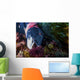 Male Sheephead Feeds Sea Wall Decal