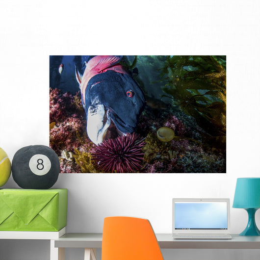 Male Sheephead Feeds Sea Wall Decal