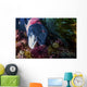 Male Sheephead Feeds Sea Wall Decal