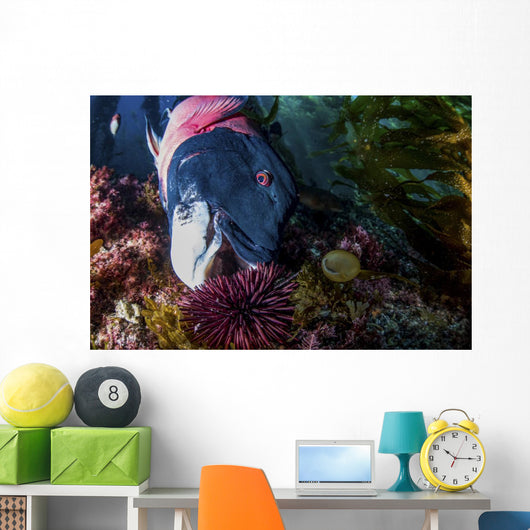 Male Sheephead Feeds Sea Wall Decal