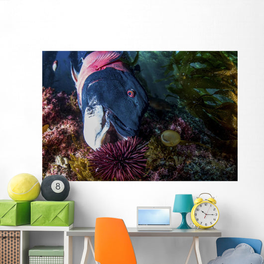 Male Sheephead Feeds Sea Wall Decal