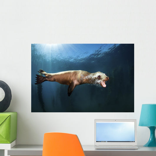 Sea Lion Blows Bubbles Wall Decal