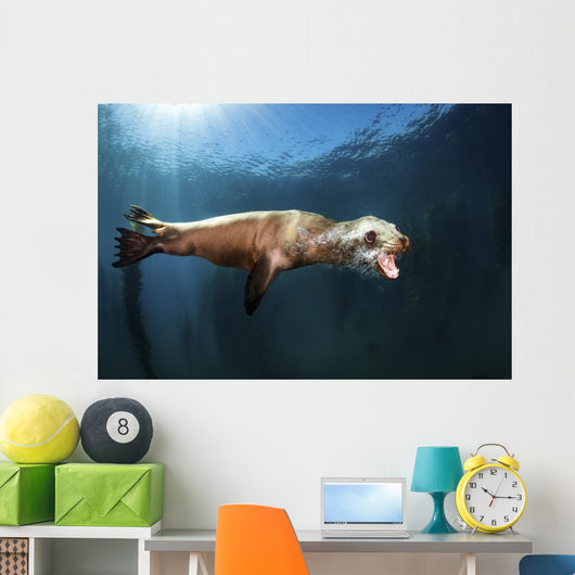 Sea Lion Blows Bubbles Wall Decal