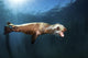 Sea Lion Blows Bubbles Wall Decal