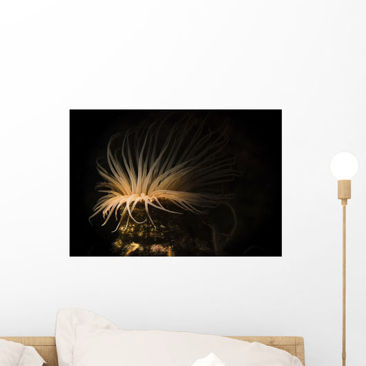 Tube Anemone Illuminated with Wall Decal