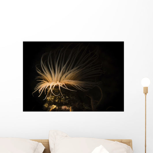 Tube Anemone Illuminated with Wall Decal