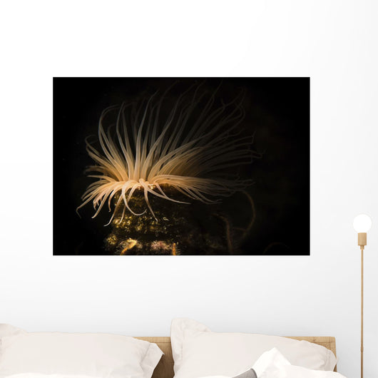 Tube Anemone Illuminated with Wall Decal