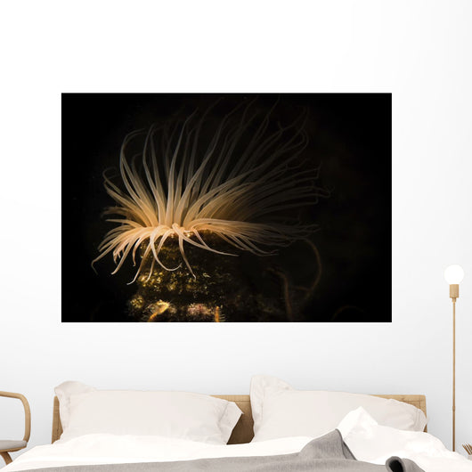 Tube Anemone Illuminated with Wall Decal