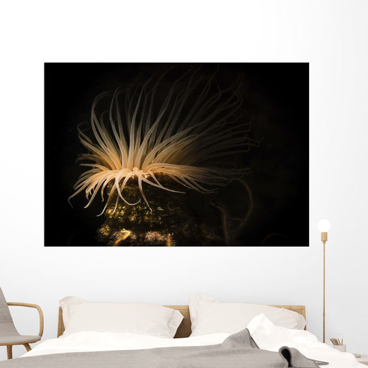 Tube Anemone Illuminated with Wall Decal