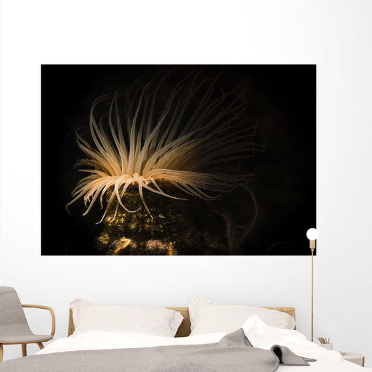 Tube Anemone Illuminated with Wall Decal