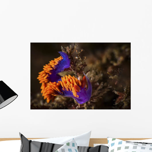 Portrait Spanish Shawl Feeding Wall Decal