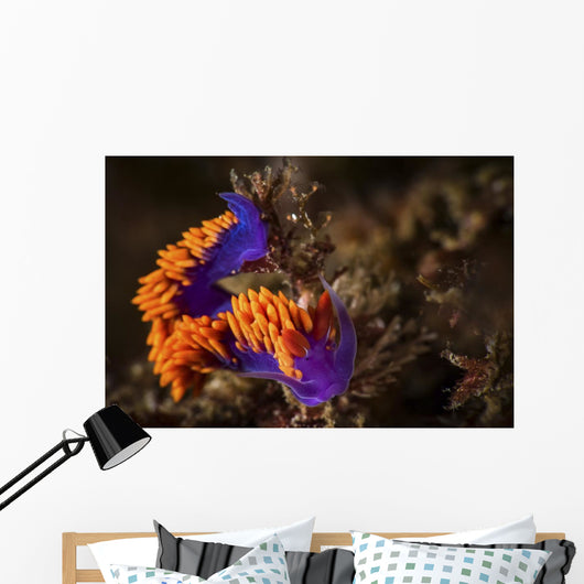 Portrait Spanish Shawl Feeding Wall Decal