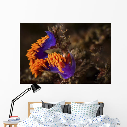 Portrait Spanish Shawl Feeding Wall Decal