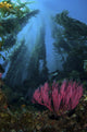 Gorgonian and Straight Kelp Wall Decal