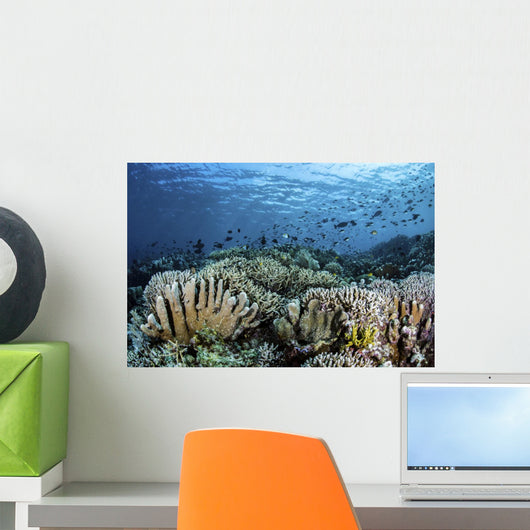 Fish Swimming over Hard Wall Decal