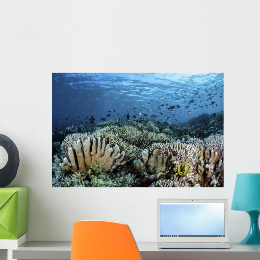 Fish Swimming over Hard Wall Decal